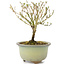 Serissa Foetida, 11 cm, ± 5 anni, con piccoli fiori bianchi