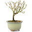 Serissa Foetida, 11 cm, ± 5 jaar oud, met kleine witte bloemen