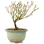 Serissa Foetida, 11 cm, ± 5 jaar oud, met kleine witte bloemen