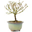 Serissa Foetida, 11 cm, ± 5 jaar oud, met kleine witte bloemen