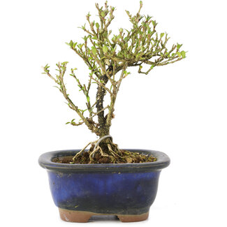 Serissa Foetida, 11 cm, ± 5 jaar oud