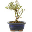 Serissa Foetida, 11 cm, ± 5 jaar oud, met kleine witte bloemen