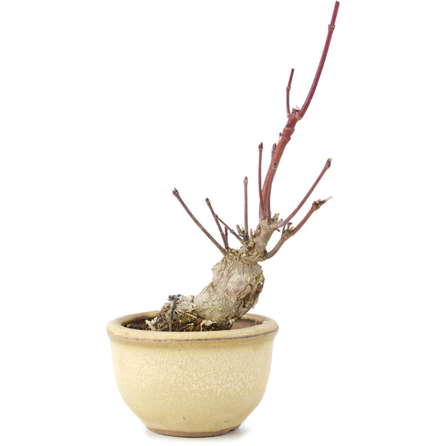 Acer palmatum, 13 cm, ± 15 anni