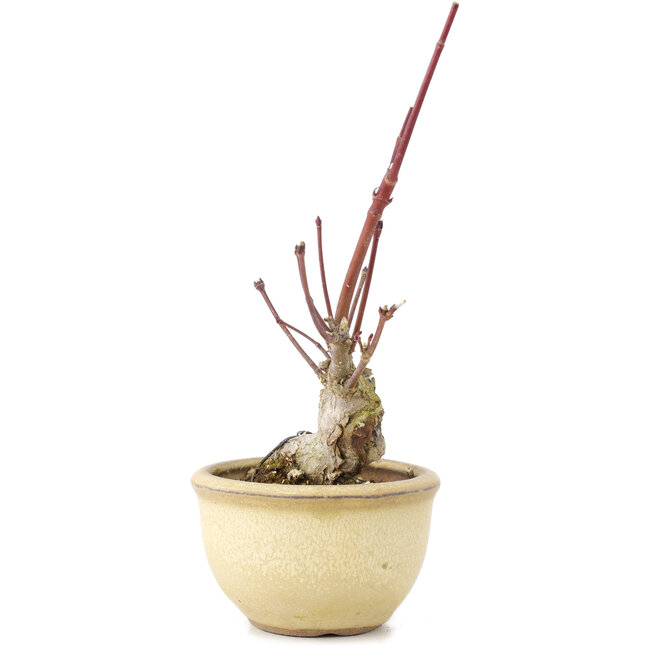 Acer palmatum, 13 cm, ± 15 Jahre alt
