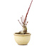 Acer palmatum, 13 cm, ± 15 ans