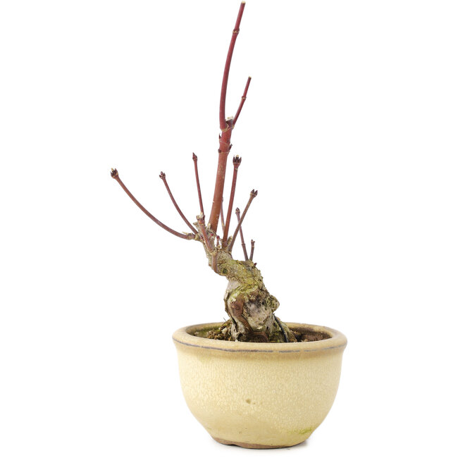 Acer palmatum, 13 cm, ± 15 jaar oud