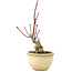 Acer palmatum, 13 cm, ± 15 jaar oud