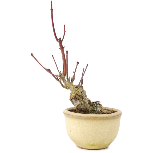 Acer palmatum, 13 cm, ± 15 years old