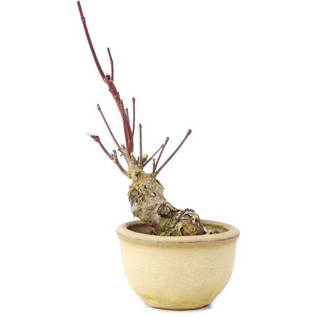 Acer palmatum, 13 cm, ± 15 anni