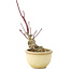 Acer palmatum, 13 cm, ± 15 ans