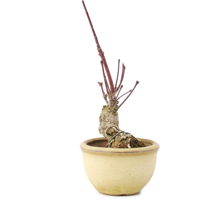 Acer palmatum, 13 cm, ± 15 años