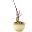 Acer palmatum, 13 cm, ± 15 jaar oud