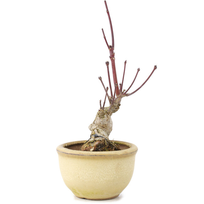 Acer palmatum, 13 cm, ± 15 ans