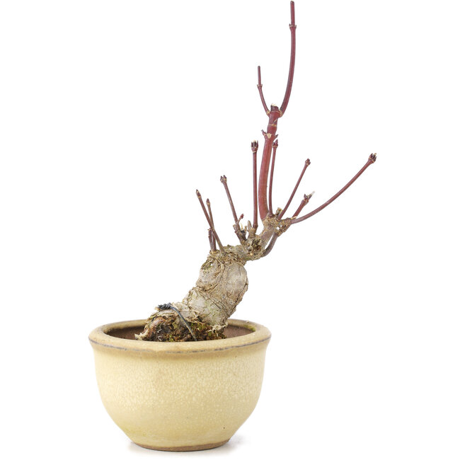 Acer palmatum, 13 cm, ± 15 ans