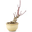 Acer palmatum, 13 cm, ± 15 years old