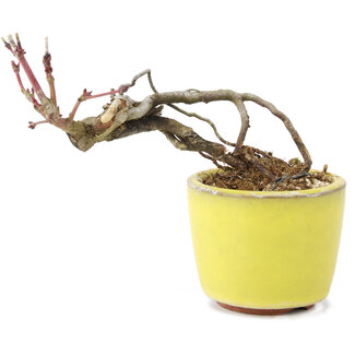 Acer palmatum, 7 cm, ± 12 jaar oud