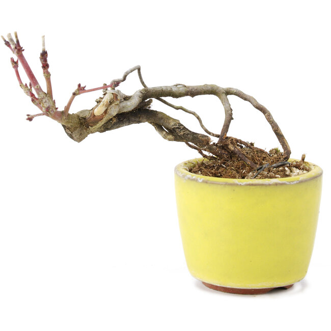 Acer palmatum, 7 cm, ± 12 anni, in un vaso giapponese fatto a mano dal vasaio di bonsai Eime Yozan di Tokoname