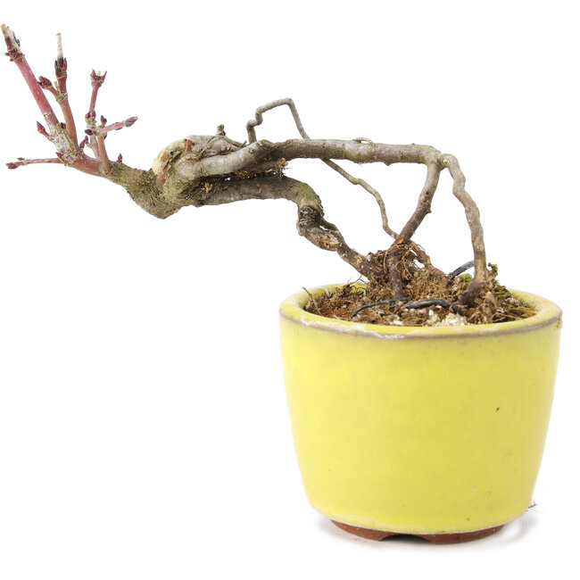 Acer palmatum, 7 cm, ± 12 Jahre alt, in einer handgefertigten japanischen Schale des Bonsai-Töpfers Eime Yozan aus Tokoname