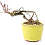 Acer palmatum, 7 cm, ± 12 jaar oud, in een handgemaakte Japanse pot van de bonsai pottenbakker Eime Yozan uit Tokoname