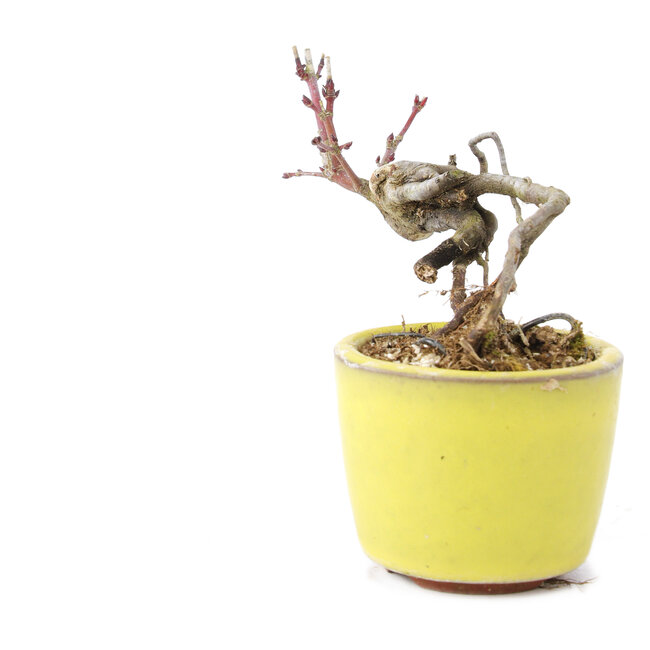 Acer palmatum, 7 cm, ± 12 ans, dans un pot japonais fait à la main par le potier bonsaï Eime Yozan de Tokoname