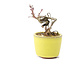 Acer palmatum, 7 cm, ± 12 jaar oud, in een handgemaakte Japanse pot van de bonsai pottenbakker Eime Yozan uit Tokoname