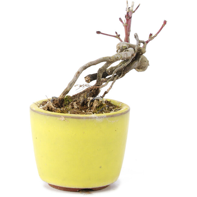 Acer palmatum, 7 cm, ± 12 anni, in un vaso giapponese fatto a mano dal vasaio di bonsai Eime Yozan di Tokoname