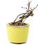 Acer palmatum, 7 cm, ± 12 anni, in un vaso giapponese fatto a mano dal vasaio di bonsai Eime Yozan di Tokoname