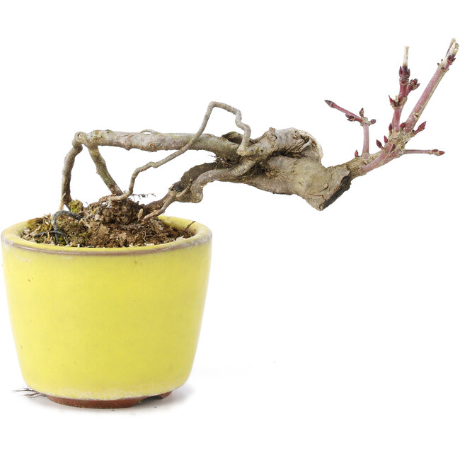Acer palmatum, 7 cm, ± 12 years old, in a handmade Japanese pot by the bonsai potter Eime Yozan from Tokoname