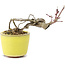 Acer palmatum, 7 cm, ± 12 anni, in un vaso giapponese fatto a mano dal vasaio di bonsai Eime Yozan di Tokoname