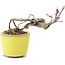 Acer palmatum, 7 cm, ± 12 años, en una maceta japonesa hecha a mano por el alfarero de bonsai Eime Yozan de Tokoname