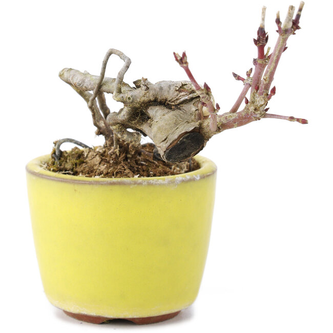 Acer palmatum, 7 cm, ± 12 years old, in a handmade Japanese pot by the bonsai potter Eime Yozan from Tokoname