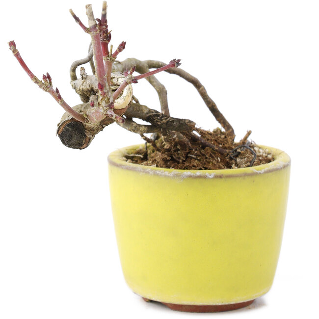 Acer palmatum, 7 cm, ± 12 años, en una maceta japonesa hecha a mano por el alfarero de bonsai Eime Yozan de Tokoname