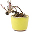 Acer palmatum, 7 cm, ± 12 ans, dans un pot japonais fait à la main par le potier bonsaï Eime Yozan de Tokoname
