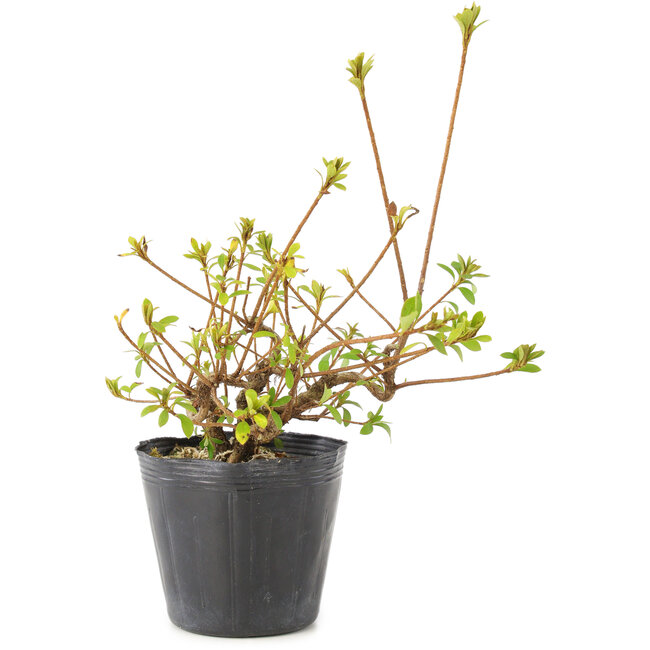 Rhododendron indicum Misaki, 11 cm, ± 5 ans