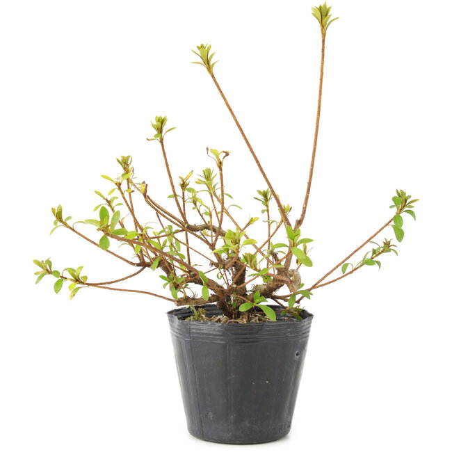 Rhododendron indicum Misaki, 11 cm, ± 5 ans
