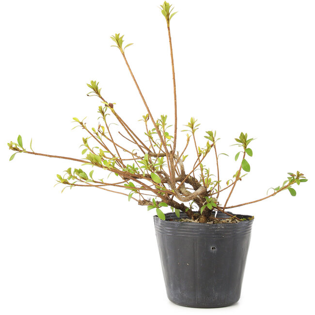 Rhododendron indicum Misaki, 11 cm, ± 5 Jahre alt