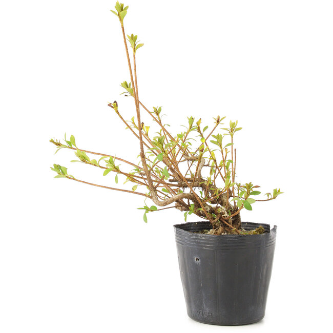 Rhododendron indicum Misaki, 11 cm, ± 5 ans