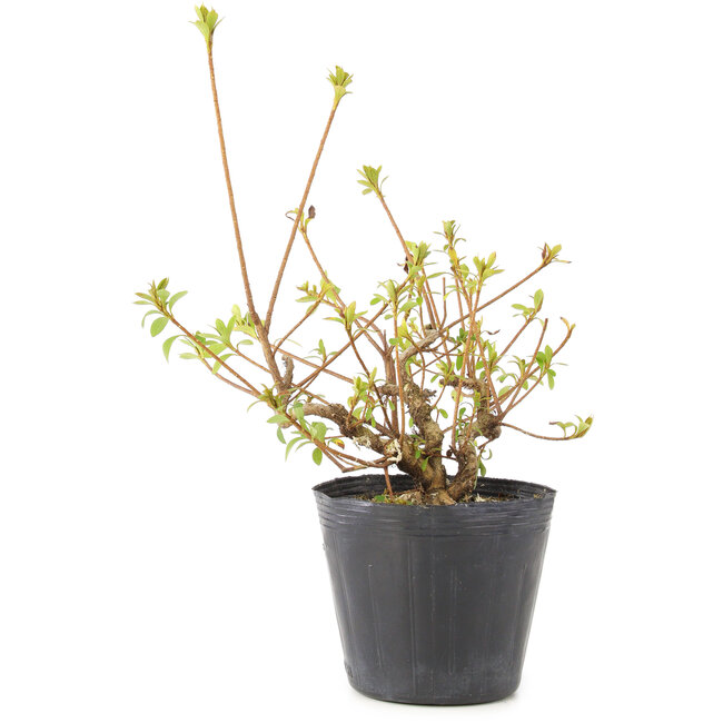 Rhododendron indicum Misaki, 11 cm, ± 5 jaar oud