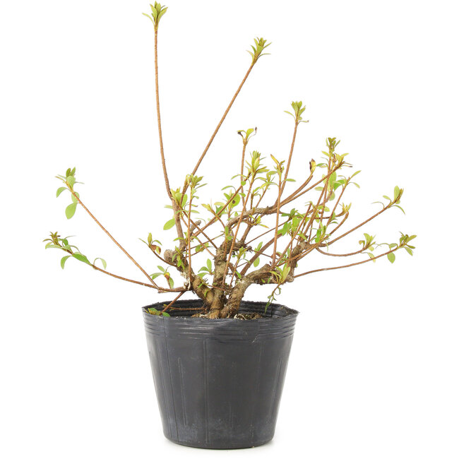 Rhododendron indicum Misaki, 11 cm, ± 5 ans