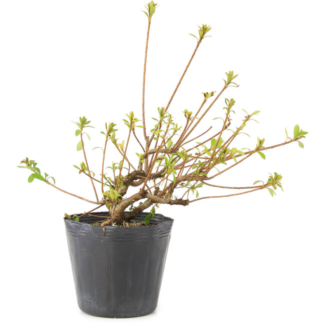 Rhododendron indicum Misaki, 11 cm, ± 5 jaar oud