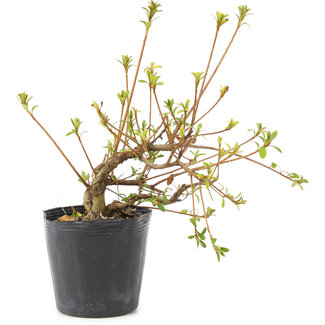 Rhododendron indicum Misaki, 11 cm, ± 5 anni