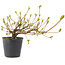 Rhododendron indicum Misaki, 11 cm, ± 5 Jahre alt