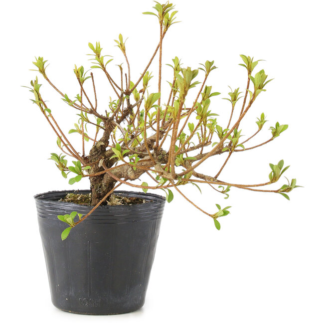 Rhododendron indicum Misaki, 11 cm, ± 5 Jahre alt