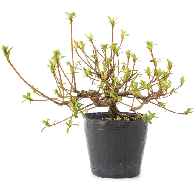 Rhododendron indicum Misaki, 11 cm, ± 5 Jahre alt