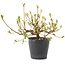 Rhododendron indicum Misaki, 11 cm, ± 5 Jahre alt