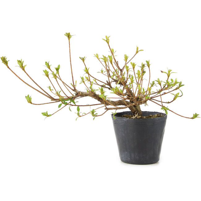 Rhododendron indicum Misaki, 11 cm, ± 5 jaar oud