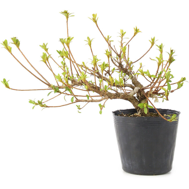 Rhododendron indicum Misaki, 11 cm, ± 5 Jahre alt