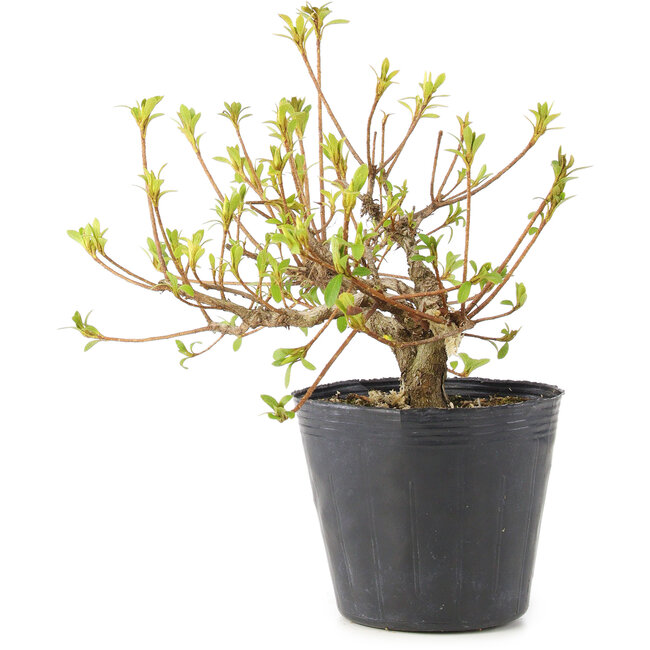 Rhododendron indicum Misaki, 11 cm, ± 5 Jahre alt