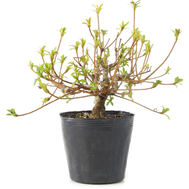 Rhododendron indicum Misaki, 11 cm, ± 5 jaar oud