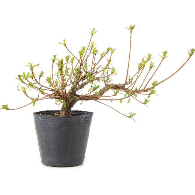 Rhododendron indicum Misaki, 11 cm, ± 5 Jahre alt